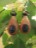 Boucle-oreilles-bois-01